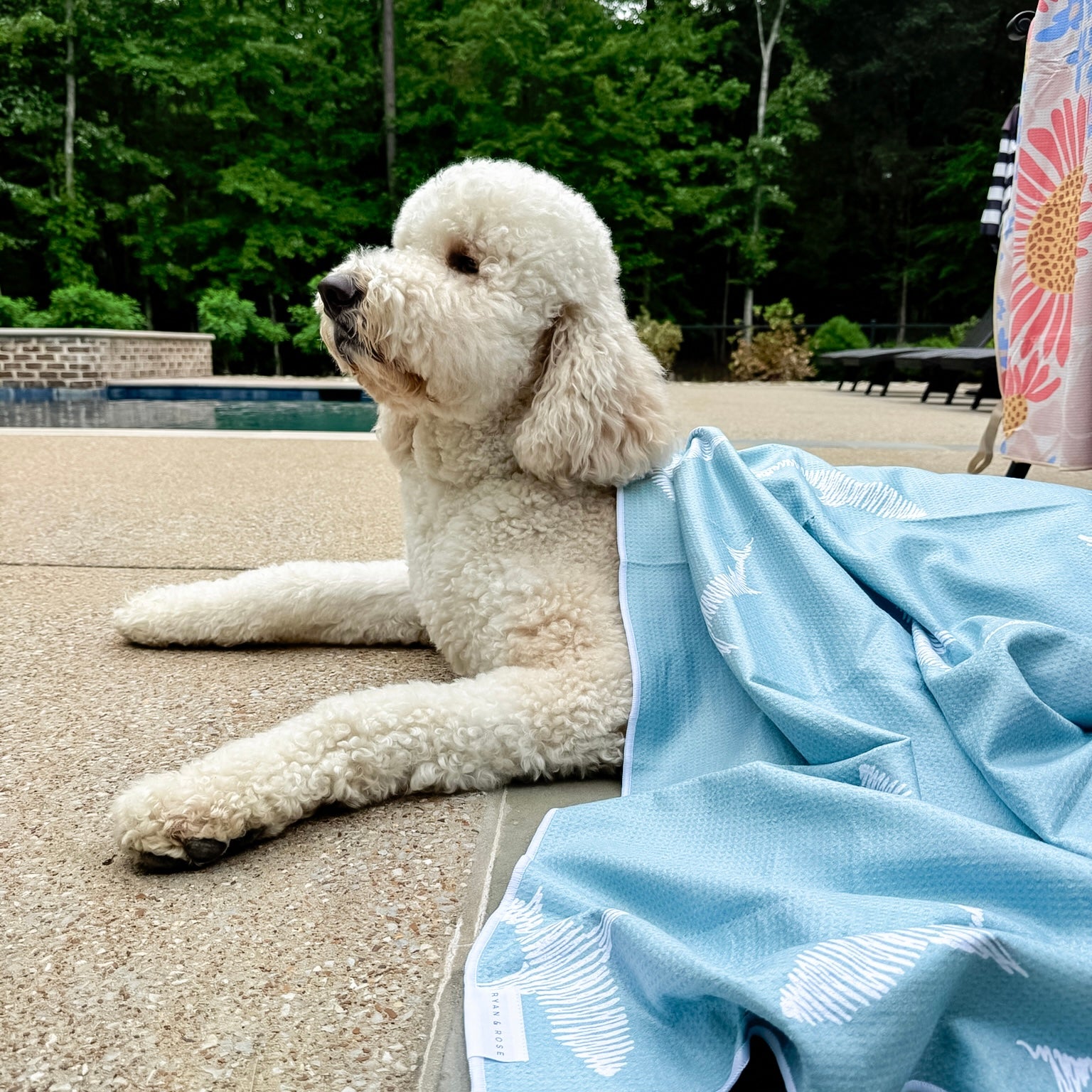 Dog with beach towel