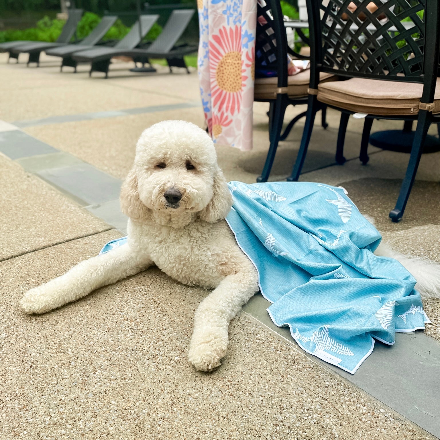 Dog with beach towel